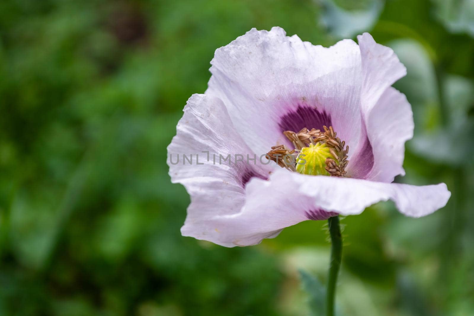 Purple poppy flower in a field close-up on a blurred green background of leaves.