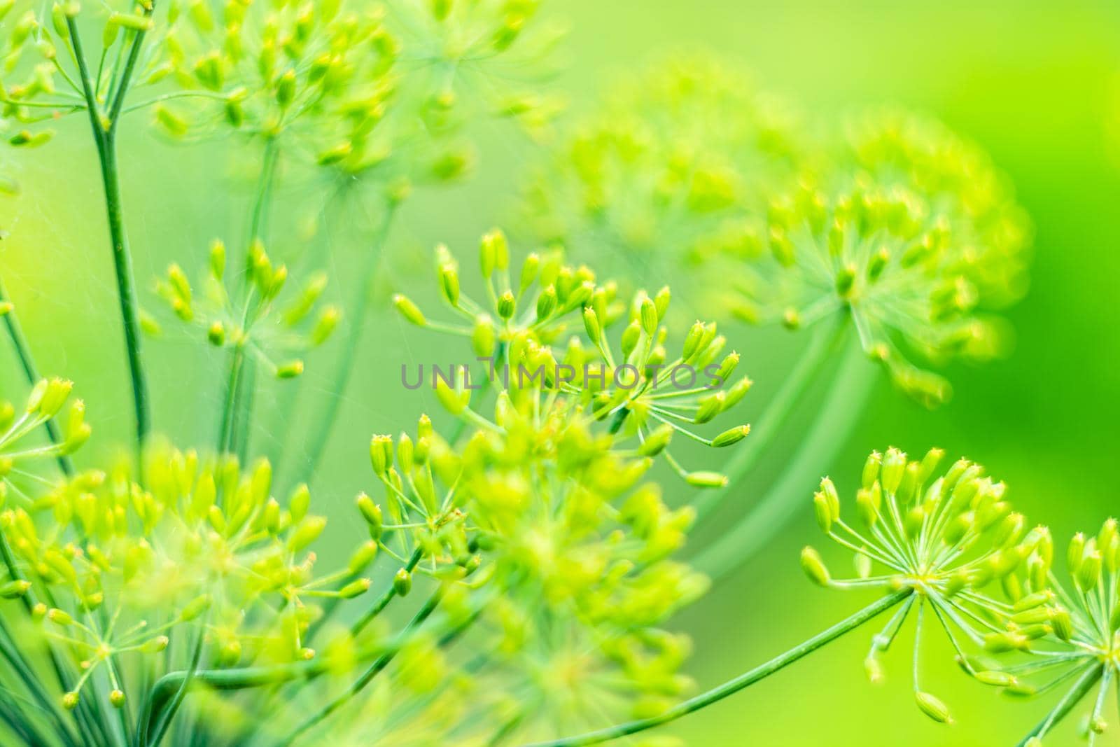 Dill flower with a barely noticeable web. Selective focus. Bright green background for gardening theme. Backdrop