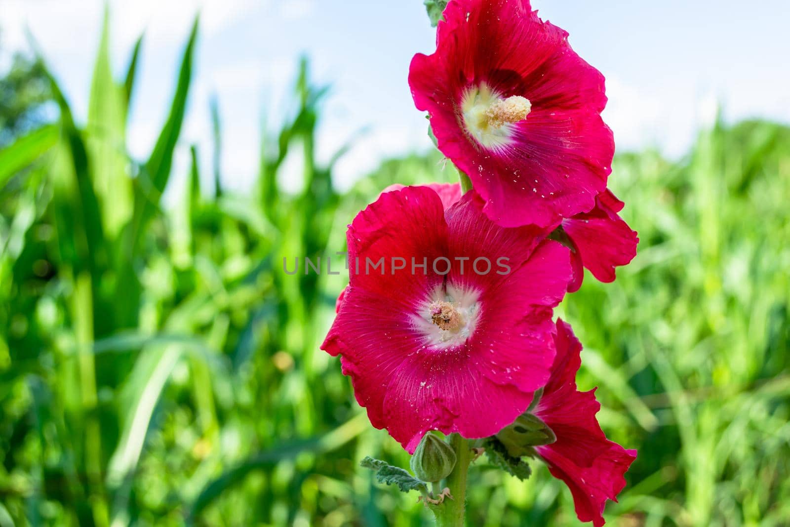 Red mallow in the field, flowers close-up. Sunny summer day.