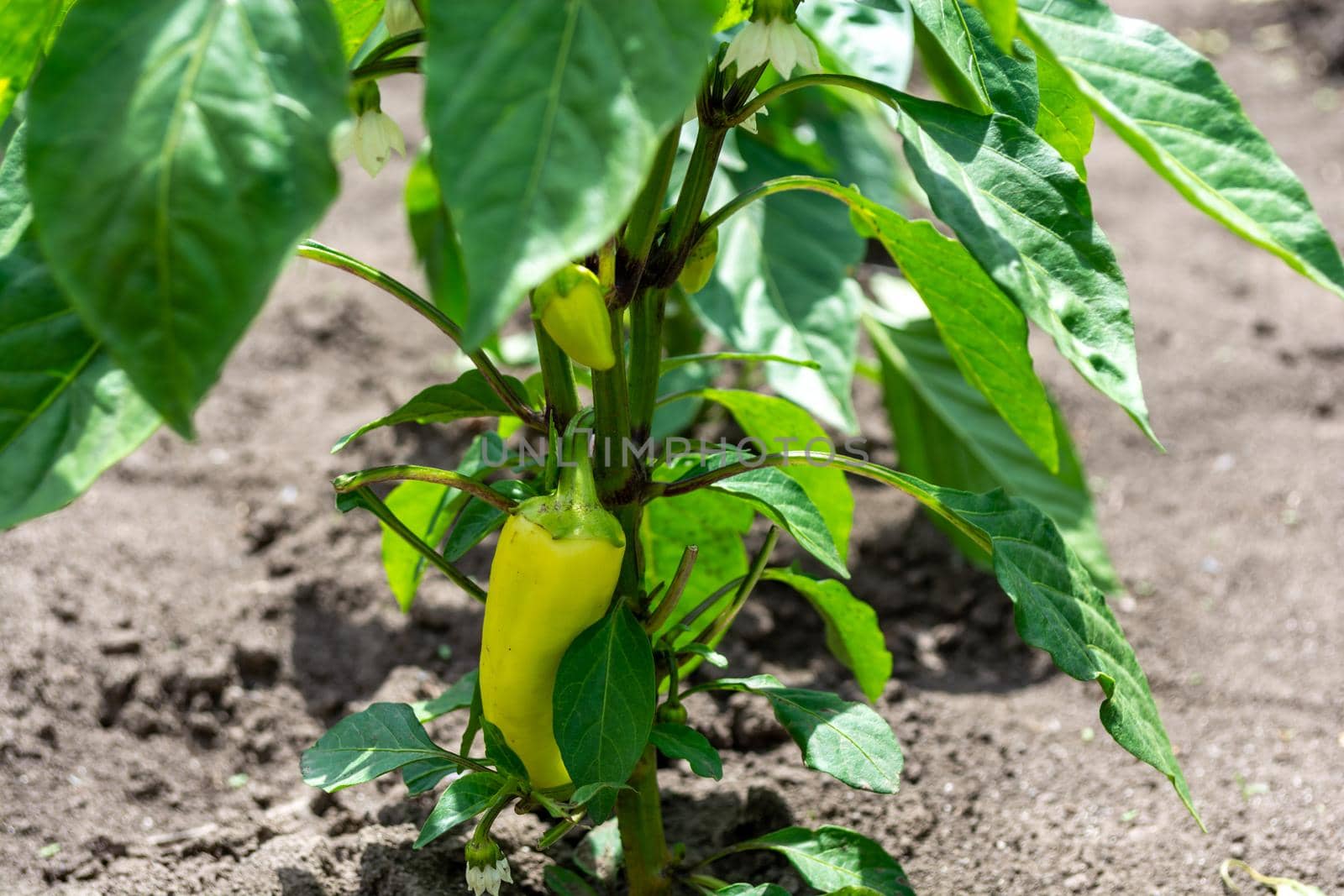 Young small unripe yellow peppers on a bush in a field on a sunny day. Agriculture and agronomy.