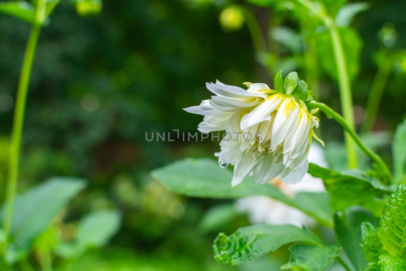 Young blooming beautiful white dahlia bud in the autumn garden