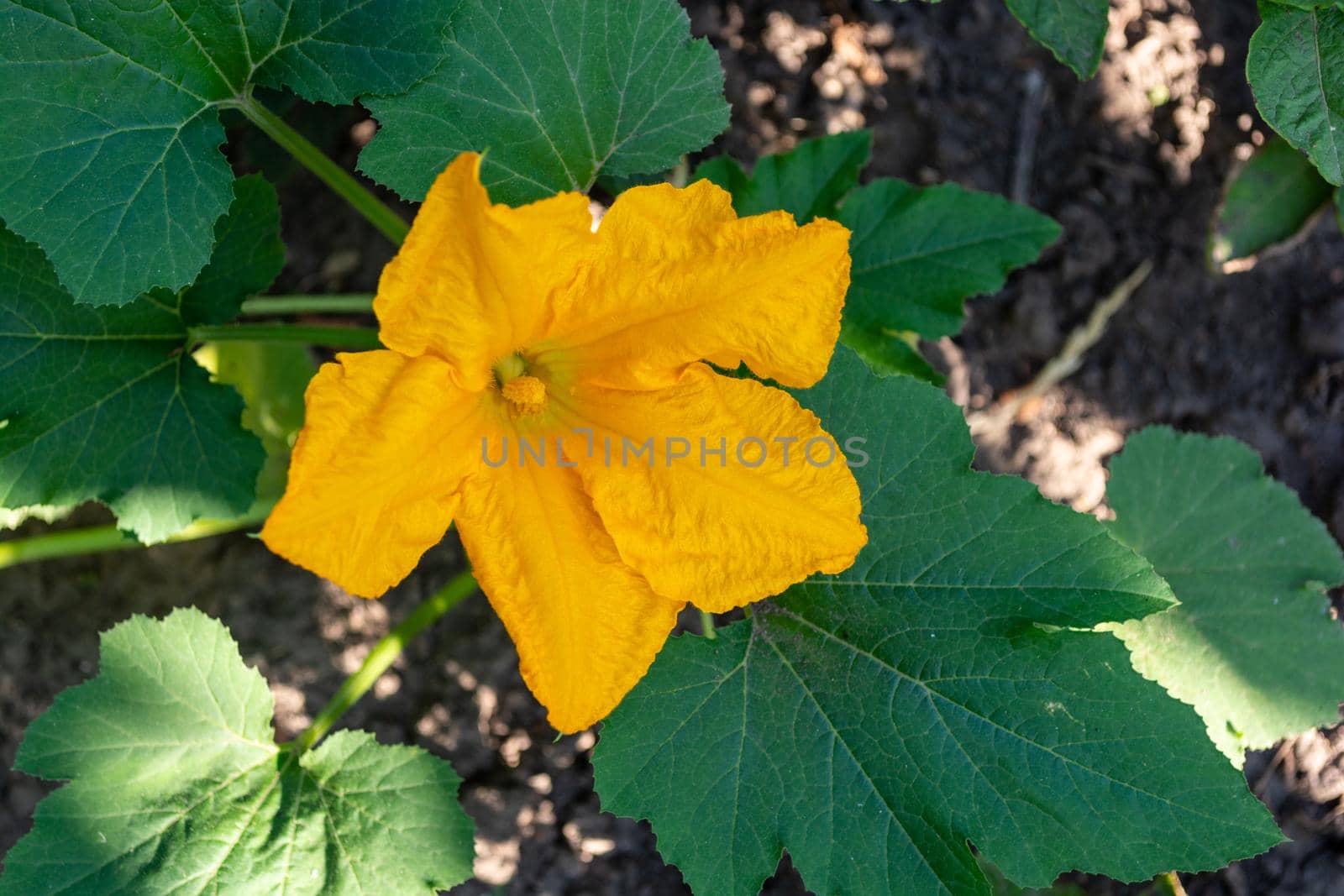 A large yellow zucchini flower in the garden close-up.