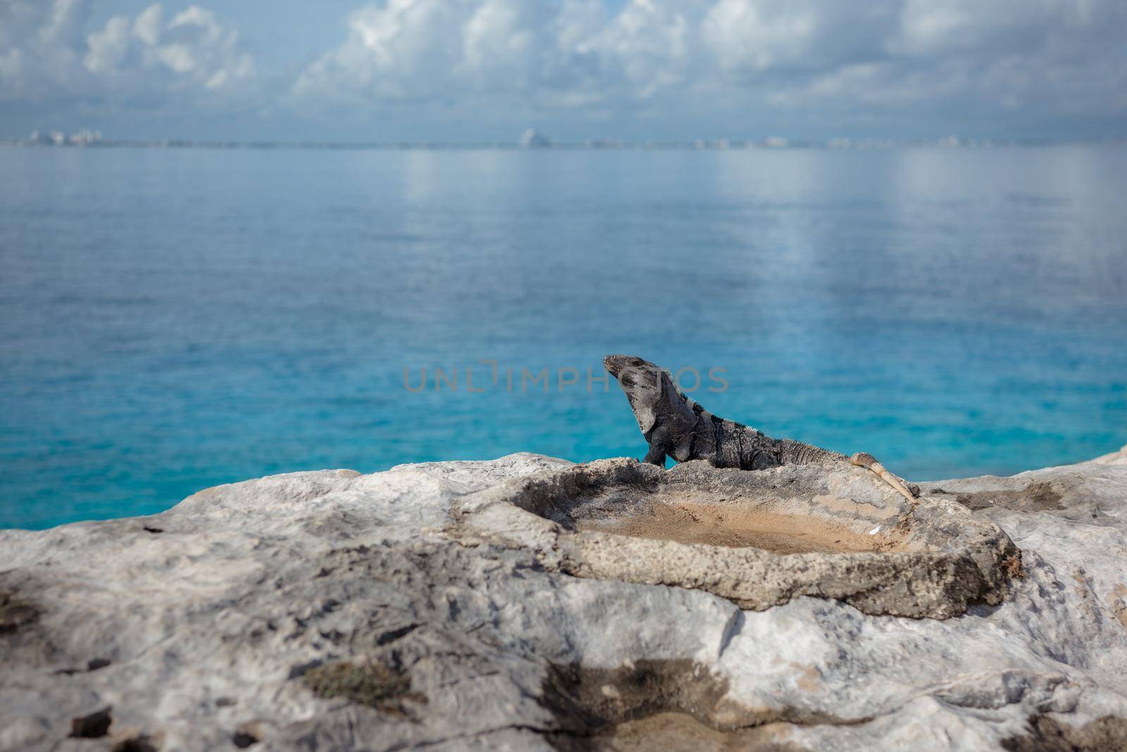 A gray iguana on a rock with the Caribbean Sea.