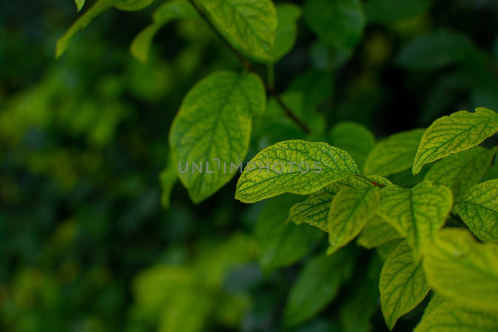 Young germinating leaves of a tree. Dark green background