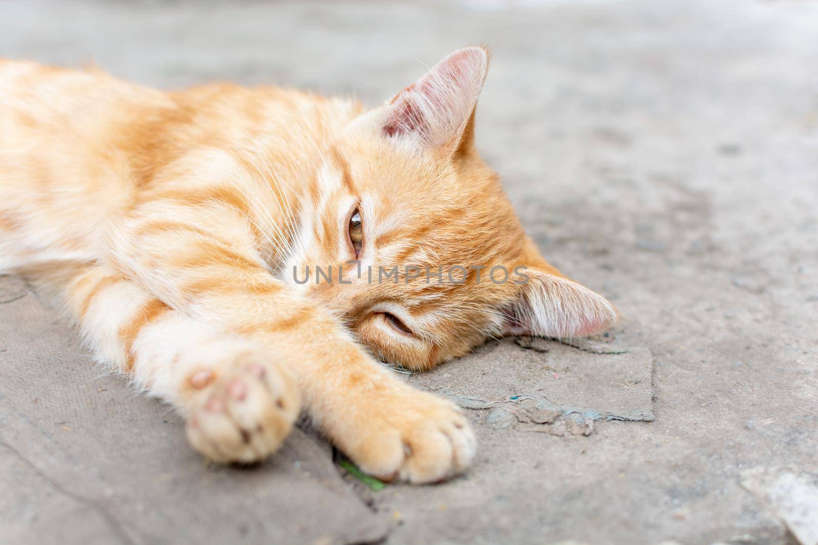 A cute little ginger kitten lies on the concrete and looks into the lens with narrowed eyes.