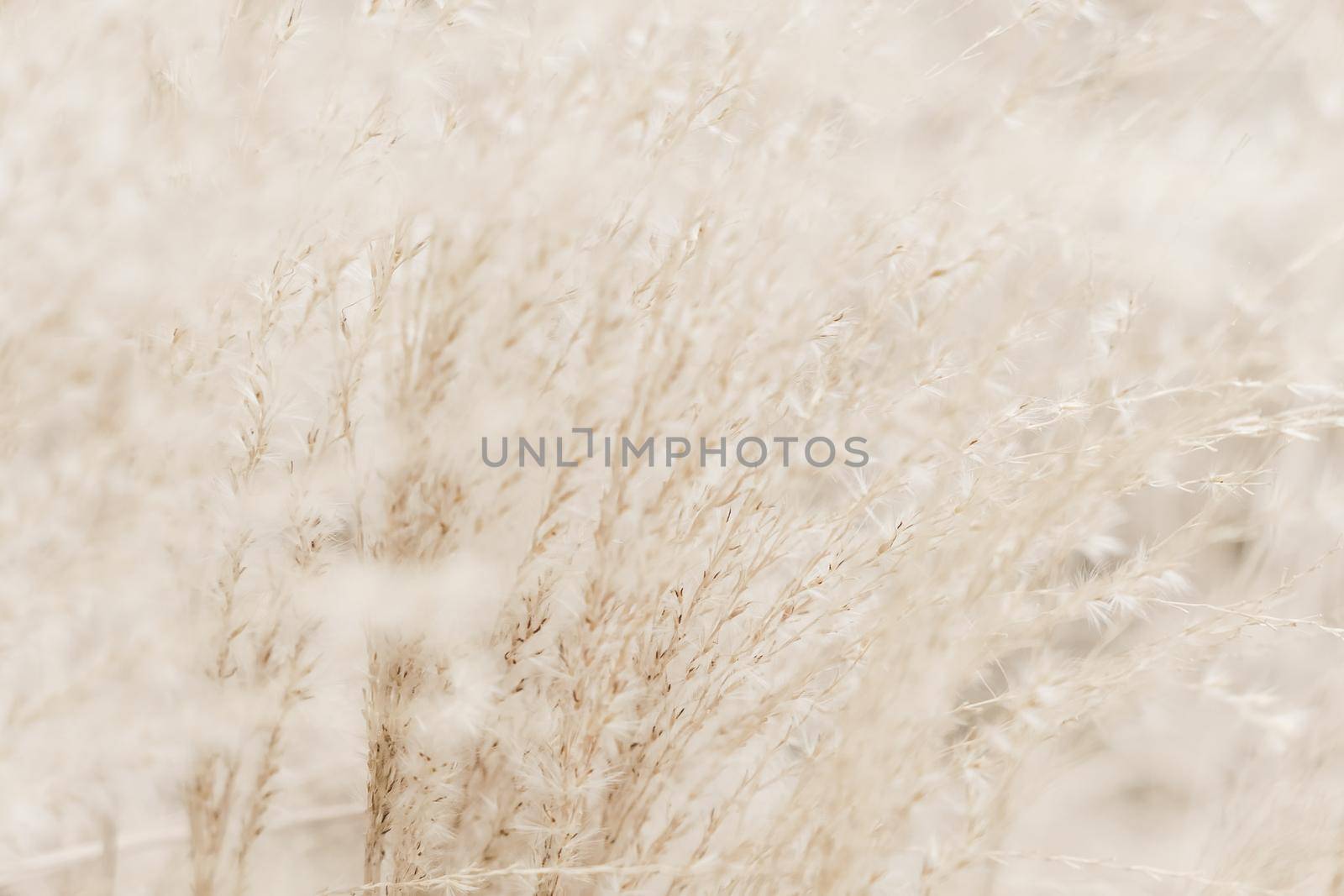 Beauty in nature, balanced lifestyle, environmental concept - Rustic autumn field