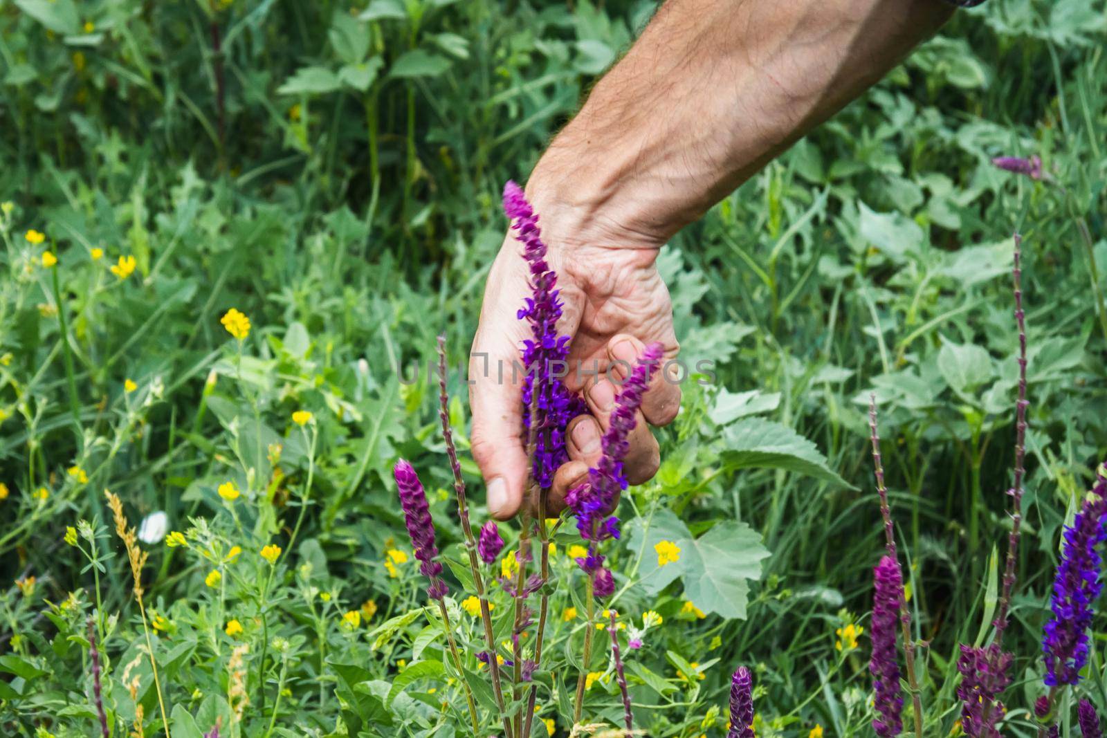 Collection of medicinal herbs. The herbalist collects sage. Herbal treatment. natural medicine. Herbal collection. Agronomist checks the quality of the crop.