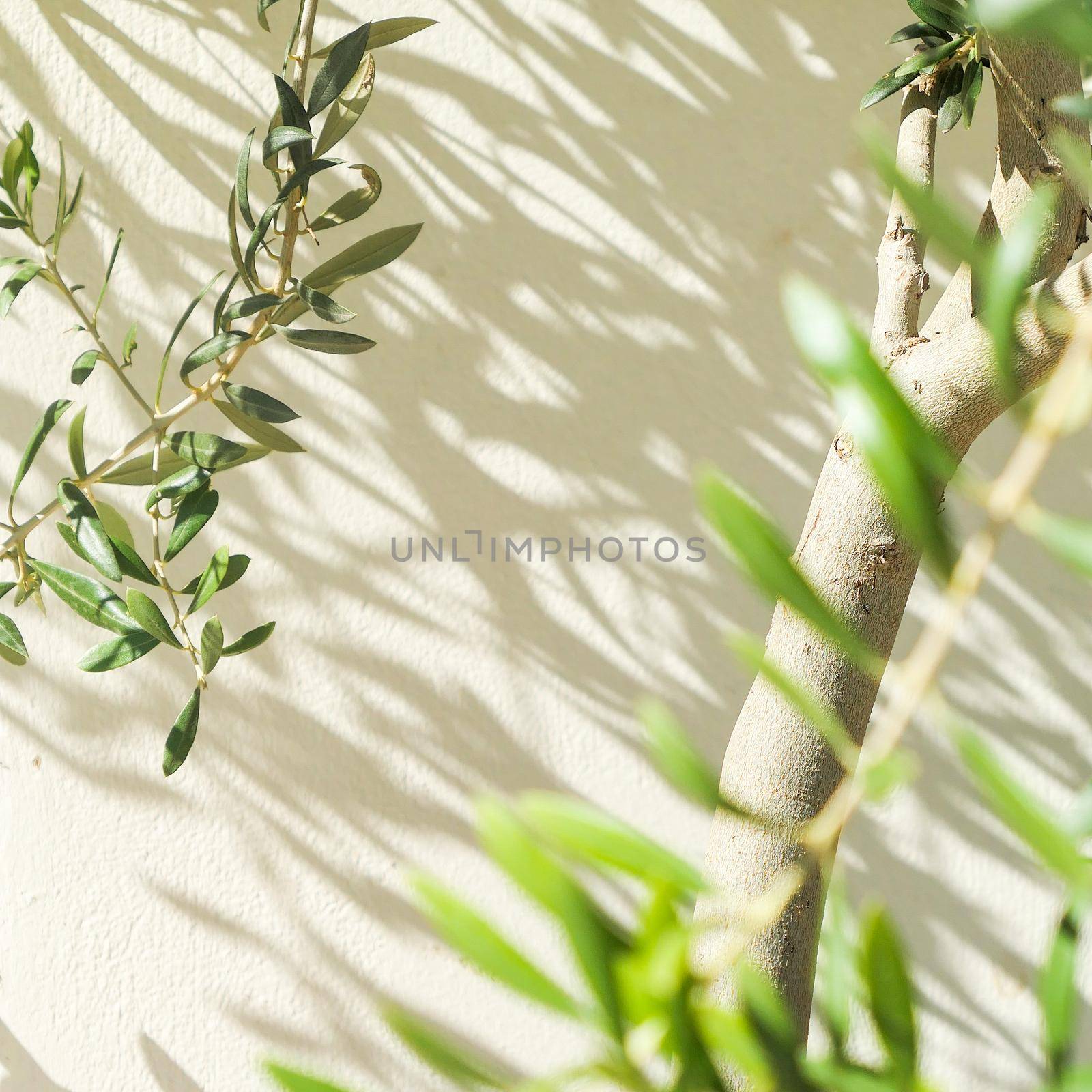 Olive tree and sunshine - gardening, nature background and environmental concept. The beauty of a green garden