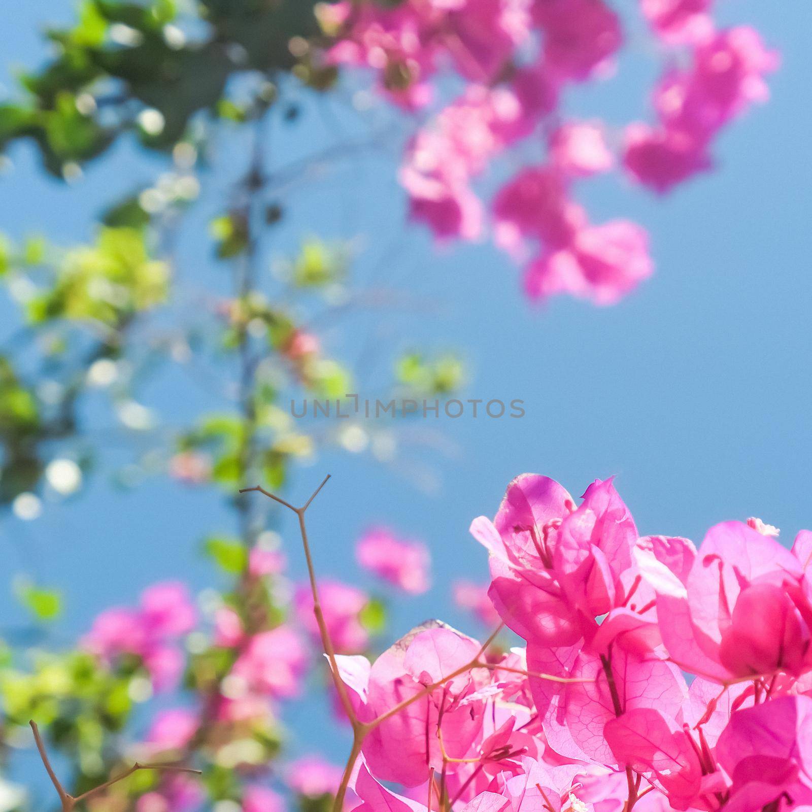 Pink flowers and blue sunny sky - floral background, spring holidays and womens day concept. Living life in bloom