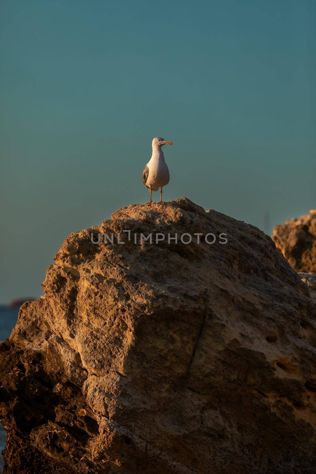 Black-browed albatross, sitting on the cliff. Sea bird in the nature habitat.