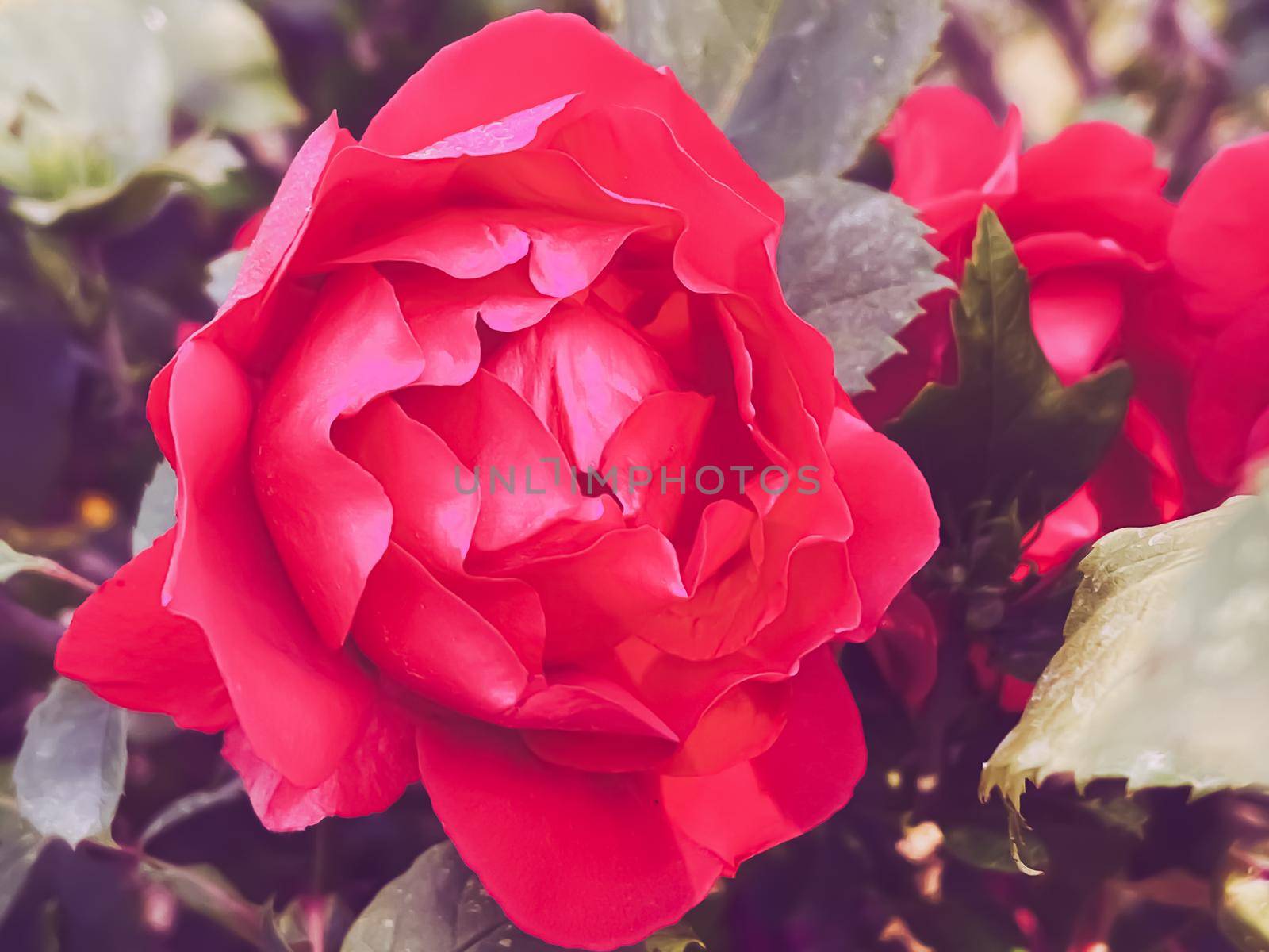 Beautiful shrub roses in summer garden, blooming flowers in Hertfordshire, England in summer, planting and gardening concept