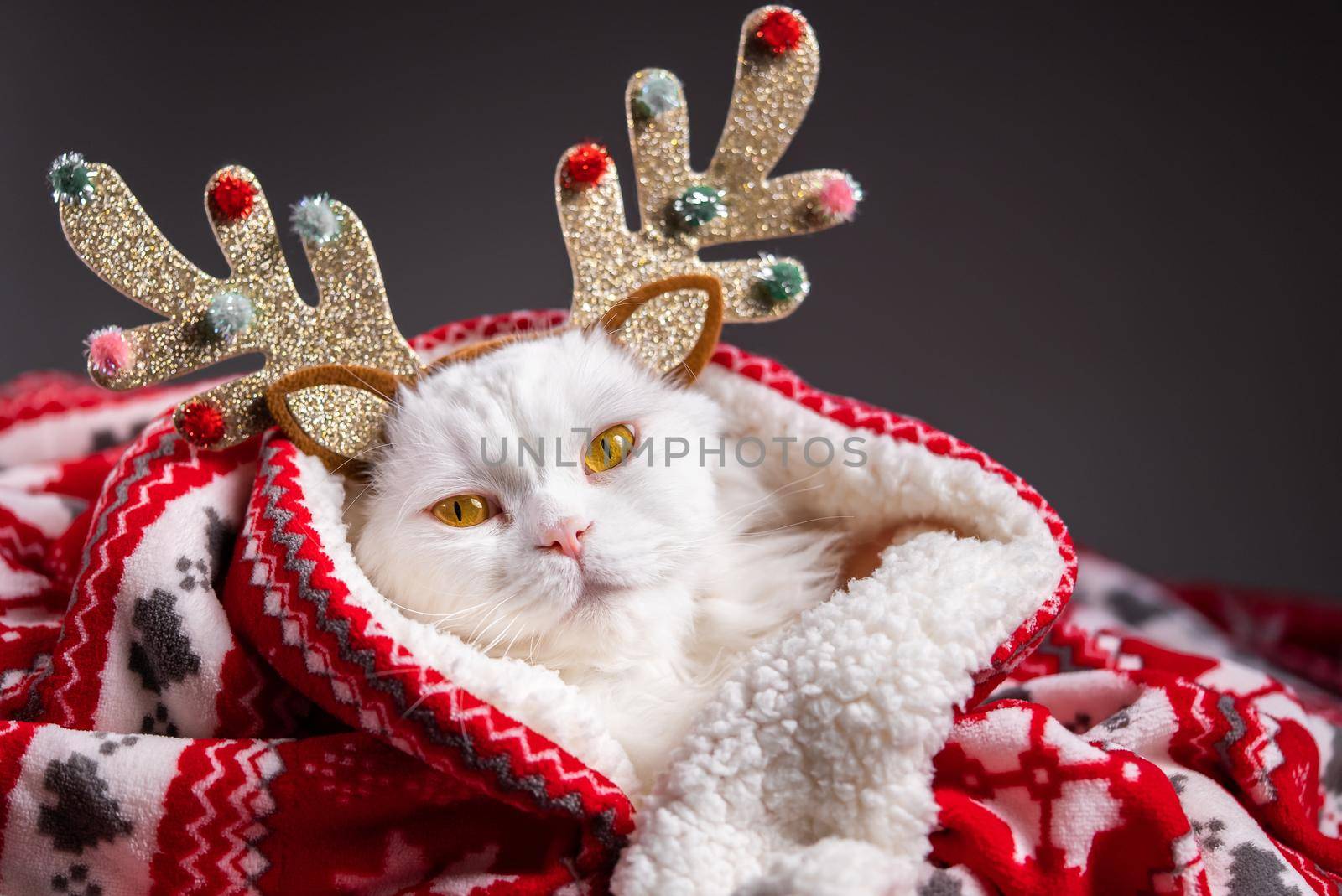 Portrait of fluffy white cat in Christmas decoration - deer horns and red ornament plaid. New year, pets, animals meme concept. by kristina_kokhanova