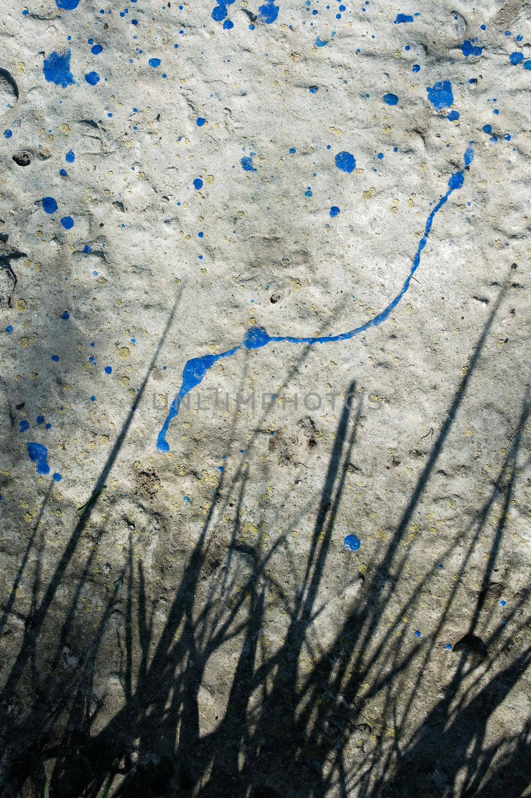 Concrete gray wall with drops of blue paint and shadow from tall grass. Vertical background.