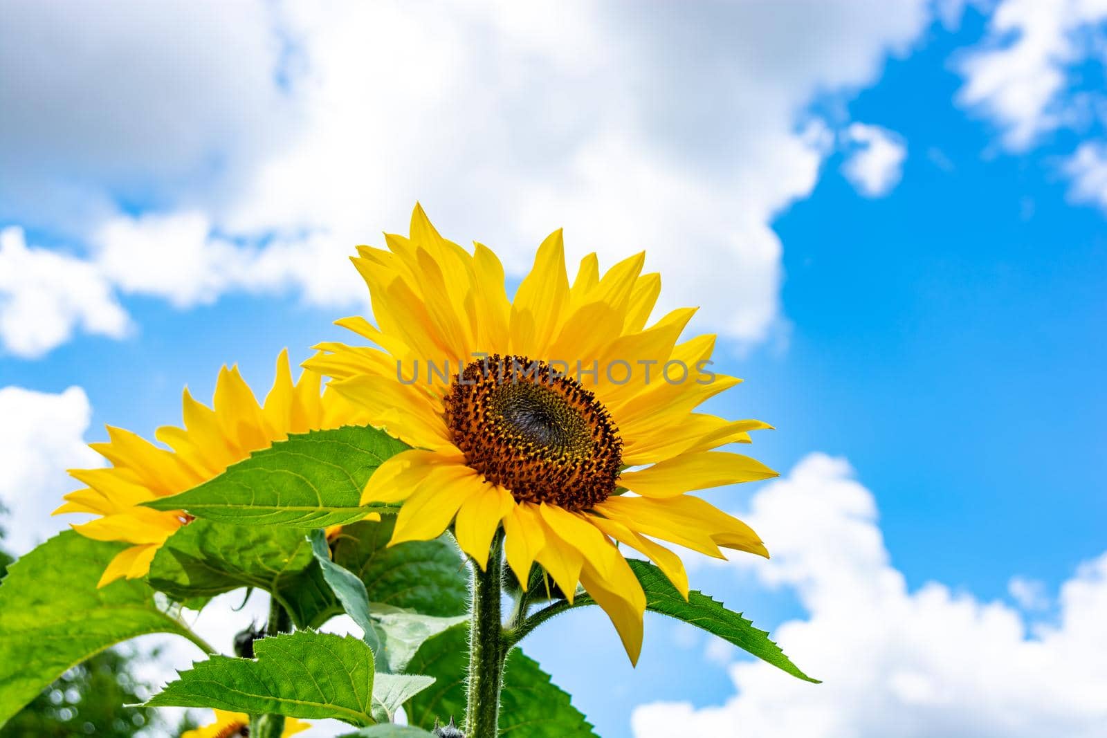 Yellow sunflower against the blue sky and white clouds in good weather.