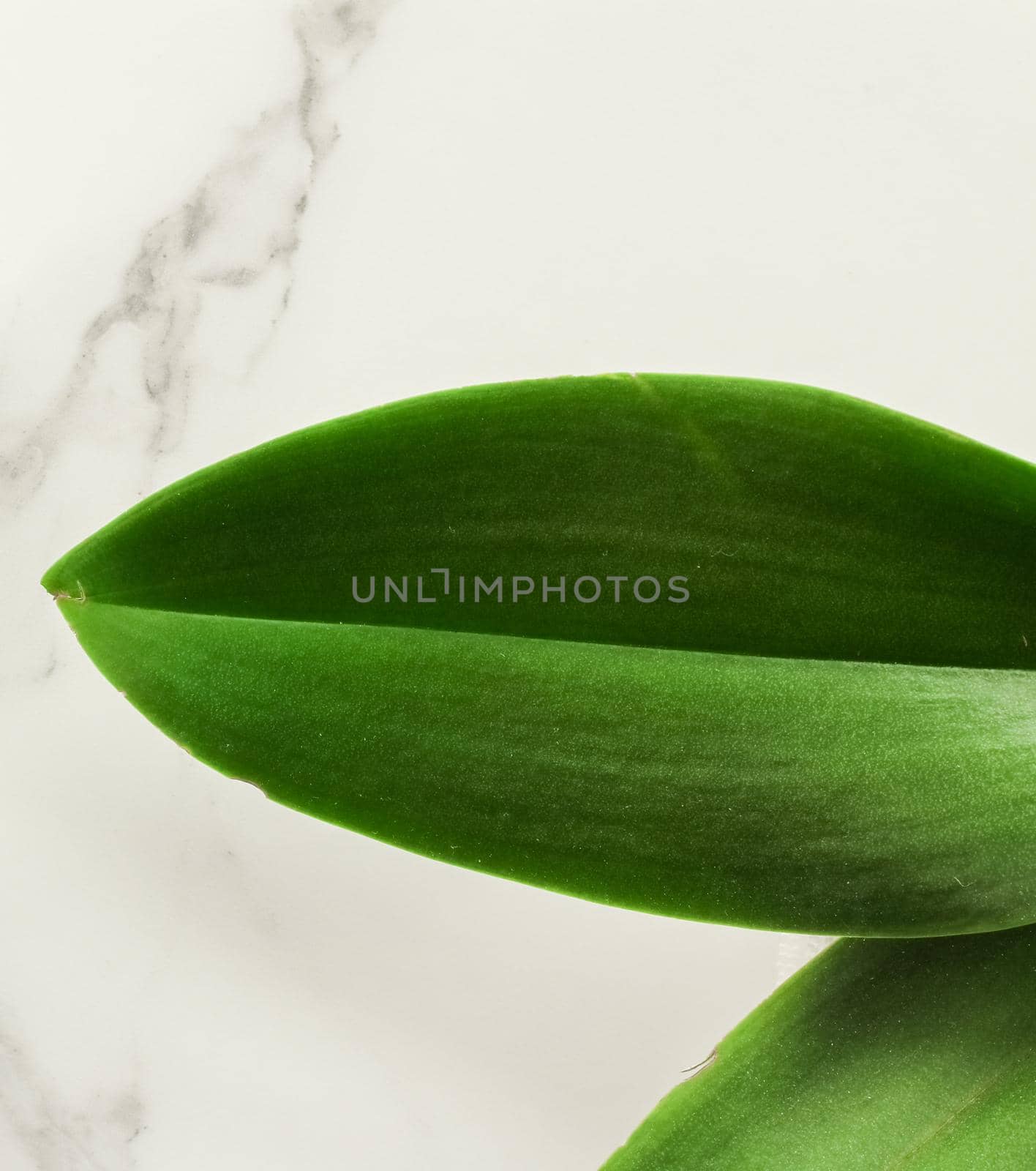 Green leaf on marble, flatlay - luxury design background, sustainable products and environmental concept. Eco-friendly way of life
