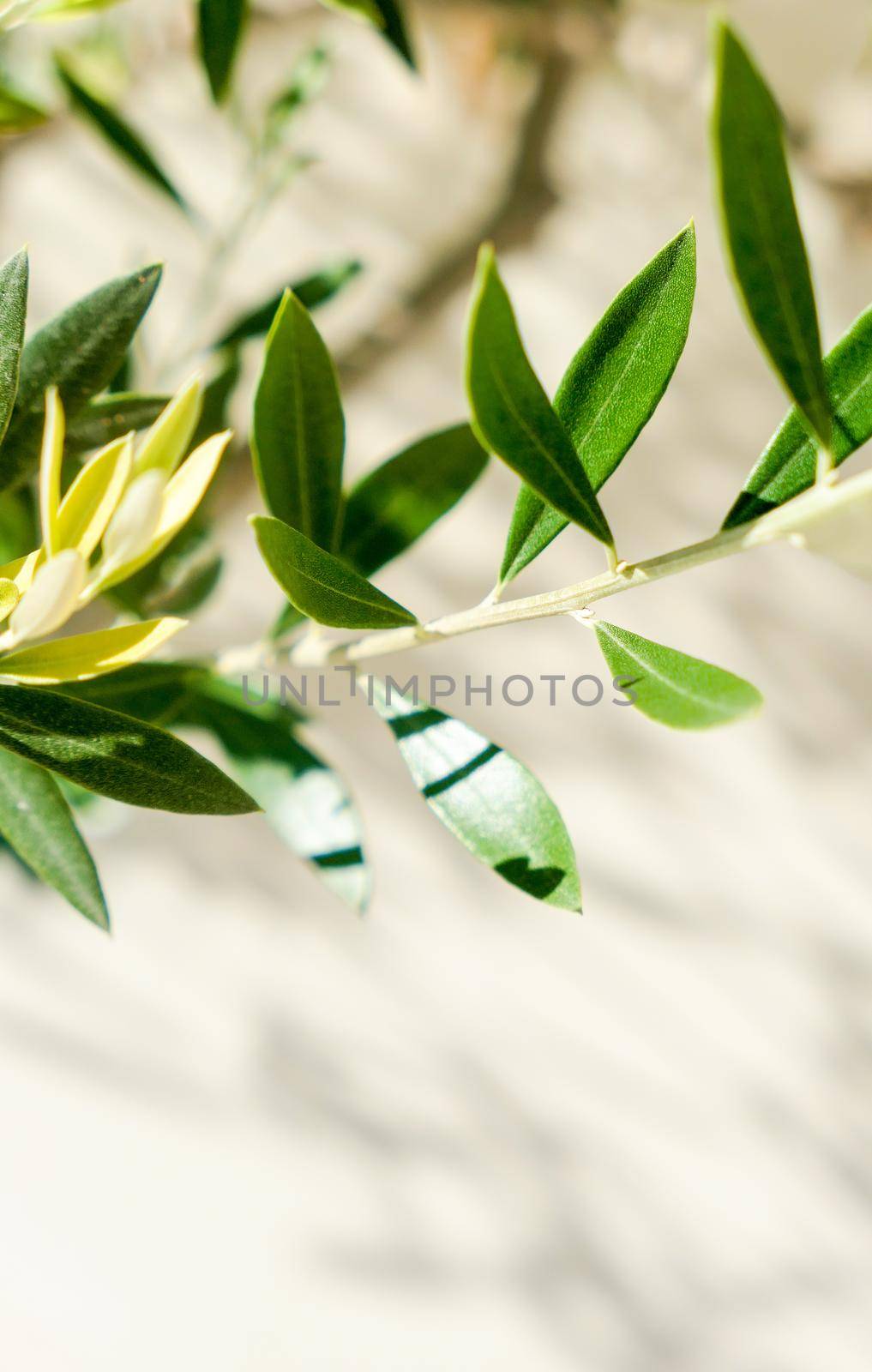 Olive tree and sunshine - gardening, nature background and environmental concept. The beauty of a green garden