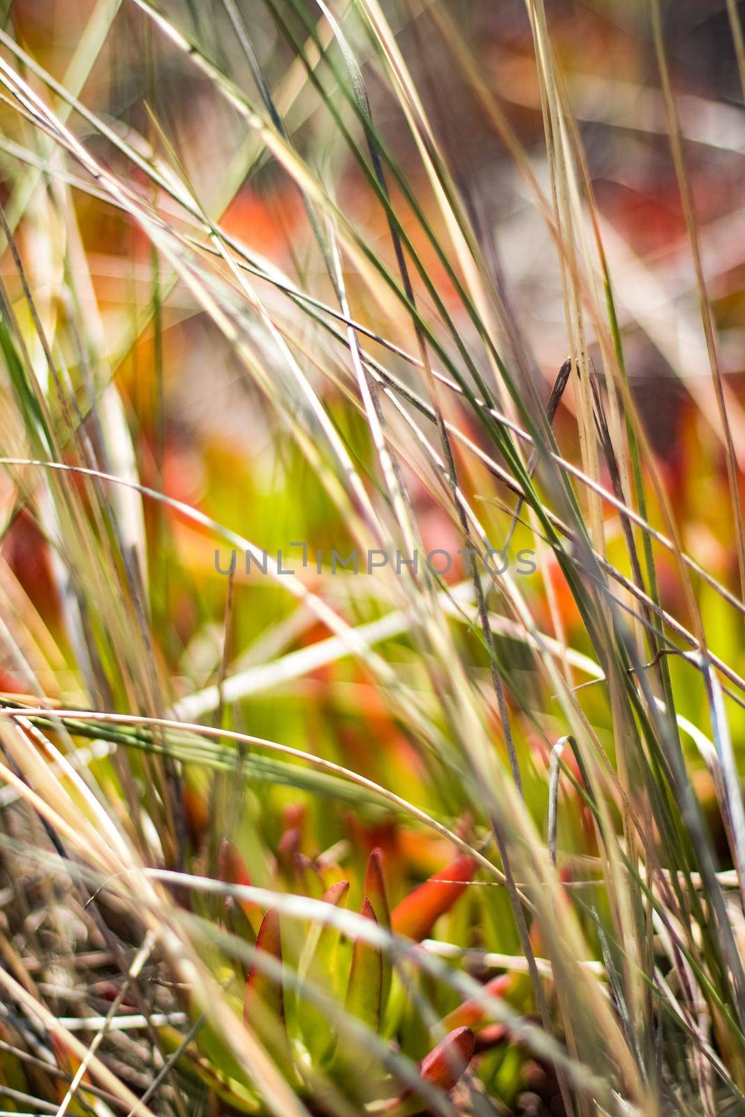 Beauty in nature, balanced lifestyle, environmental concept - Rustic spring field