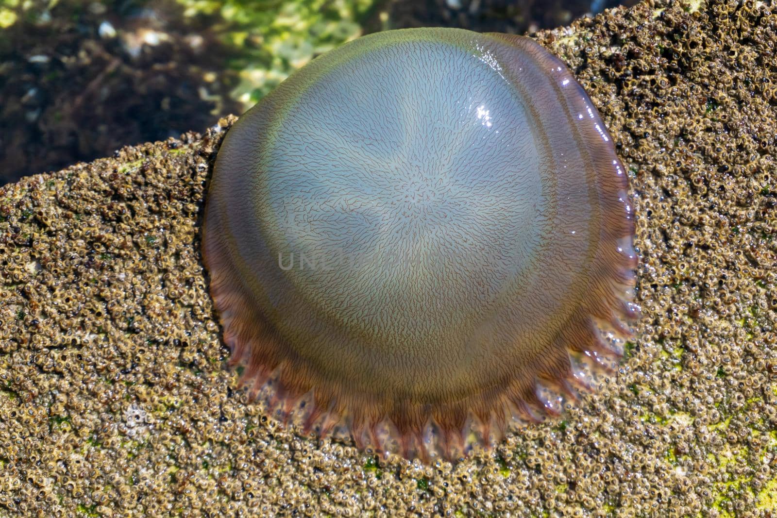 Large transparent jellyfish washed ashore close up