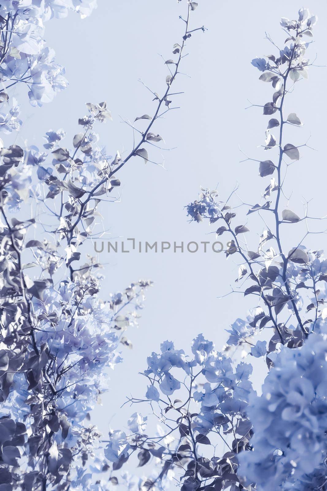 Flower background, spring nature and botanical beauty concept - Blue floral composition