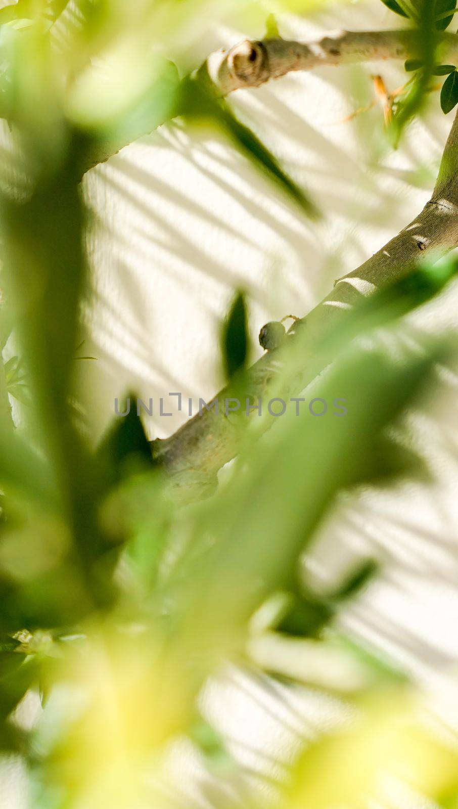 Olive tree and sunshine - gardening, nature background and environmental concept. The beauty of a green garden