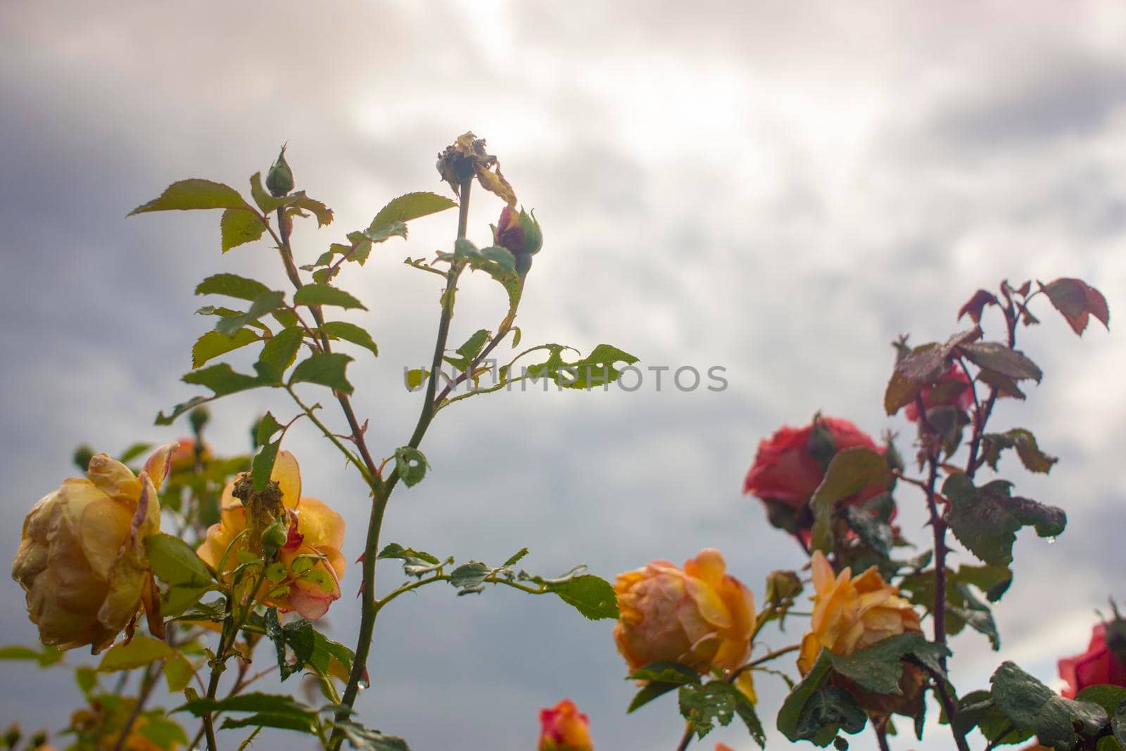 Beautiful pink and yellow roses flowers, glossy and green leaves on shrub branches against the blue cloudy sky and sun. Multicolor rose flowers against the romantic sky. High quality photo