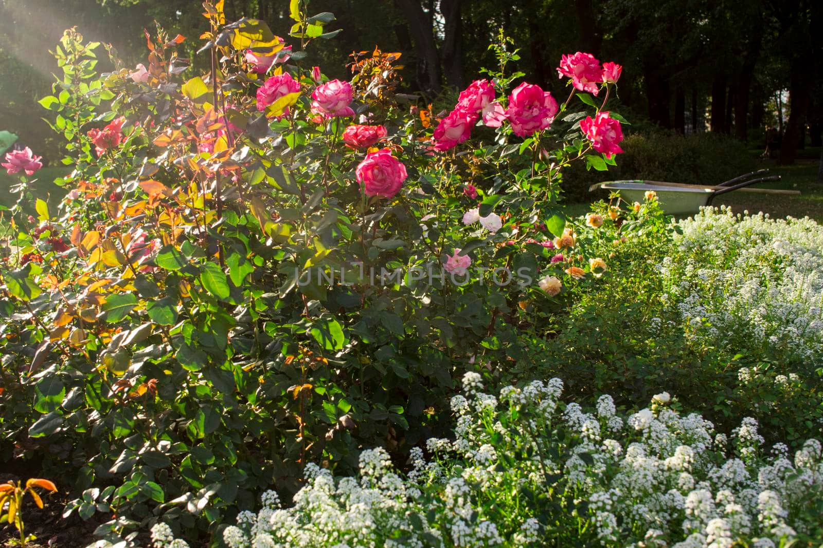 beautiful postcard view - roses in the garden in sunny weather