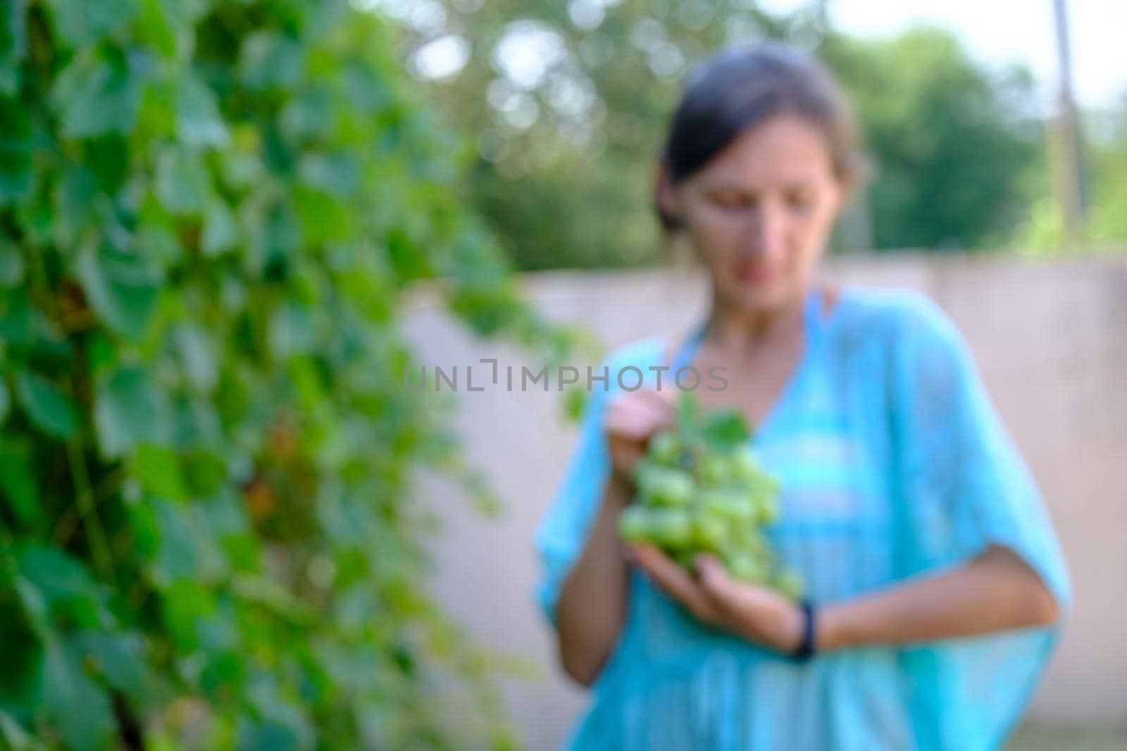 Blurred image woman holding grape in wine yard. Grape harvest. by igor010