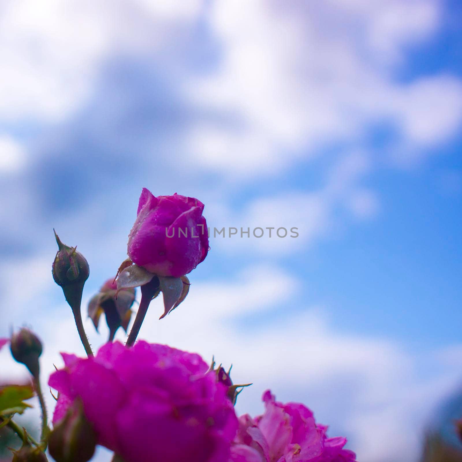 Beautiful pink roses flowers, glossy and green leaves on shrub branches against the blue cloudy sky and sun. Pink rose flowers against the romantic sky. High quality photo