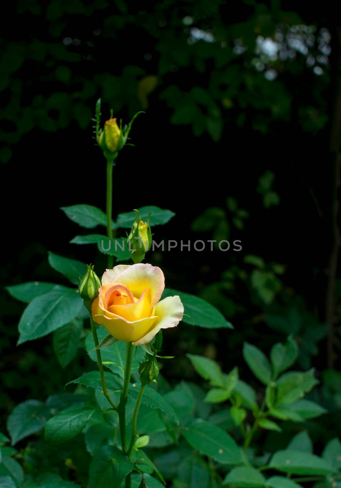 Close up beautiful orange rose flower blooming with dark background, shallow depth. High quality photo