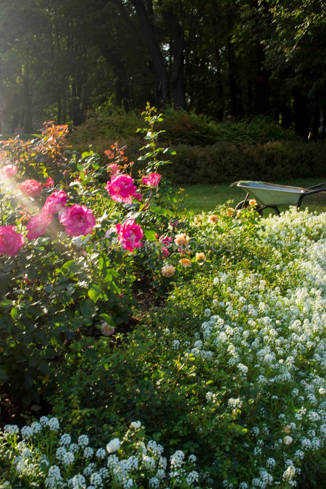 beautiful postcard view - roses in the garden in sunny weather