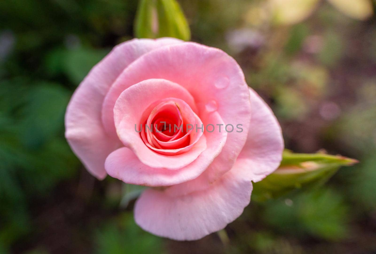 Gentle nature background with blooming roses. Beautiful rose flowers in garden. Floral romantic image. . High quality photo