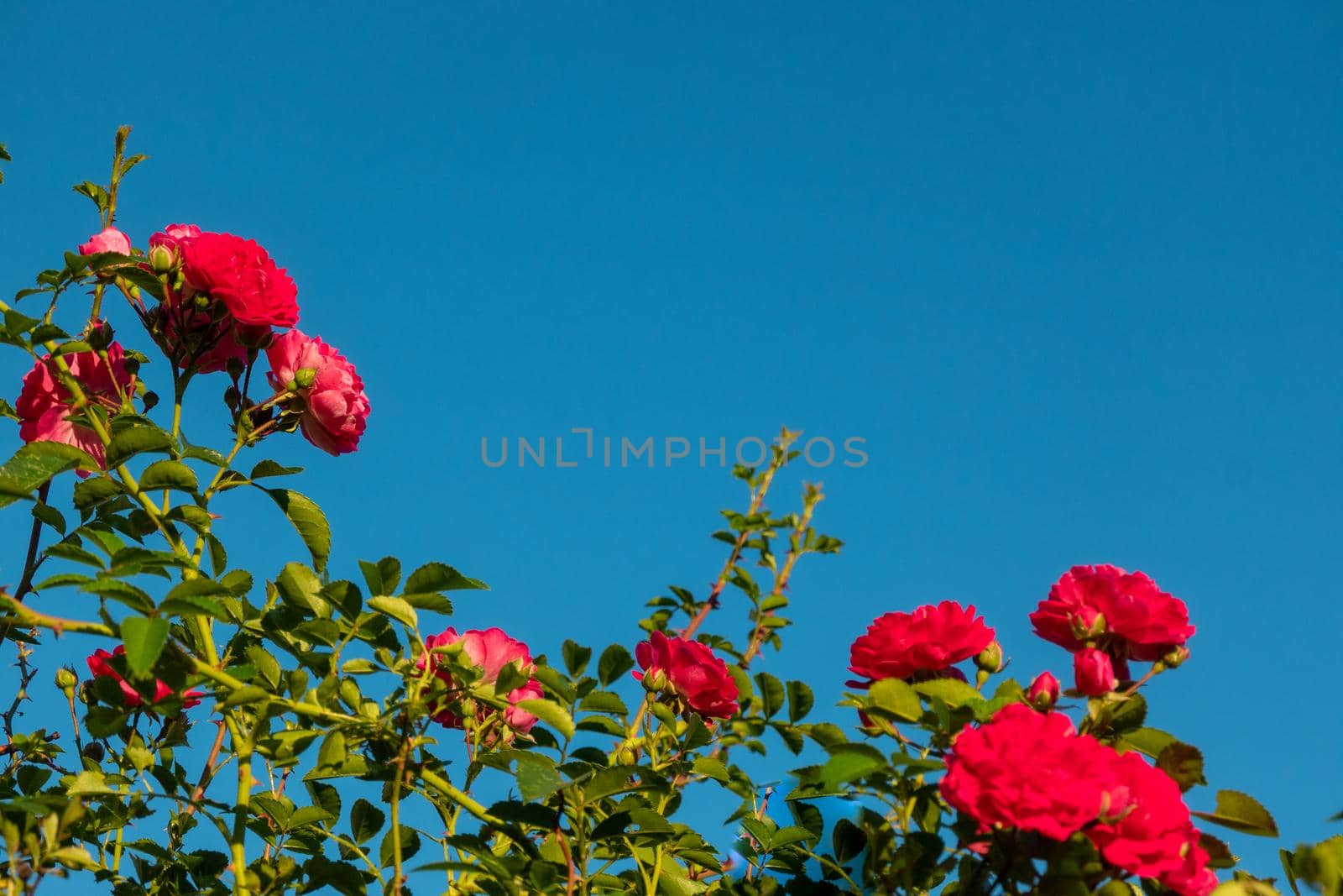 Beautiful roses red flowers, glossy and green leaves on shrub branches against the blue sky and sun. Red rose flowers against the clear sky. High quality photo