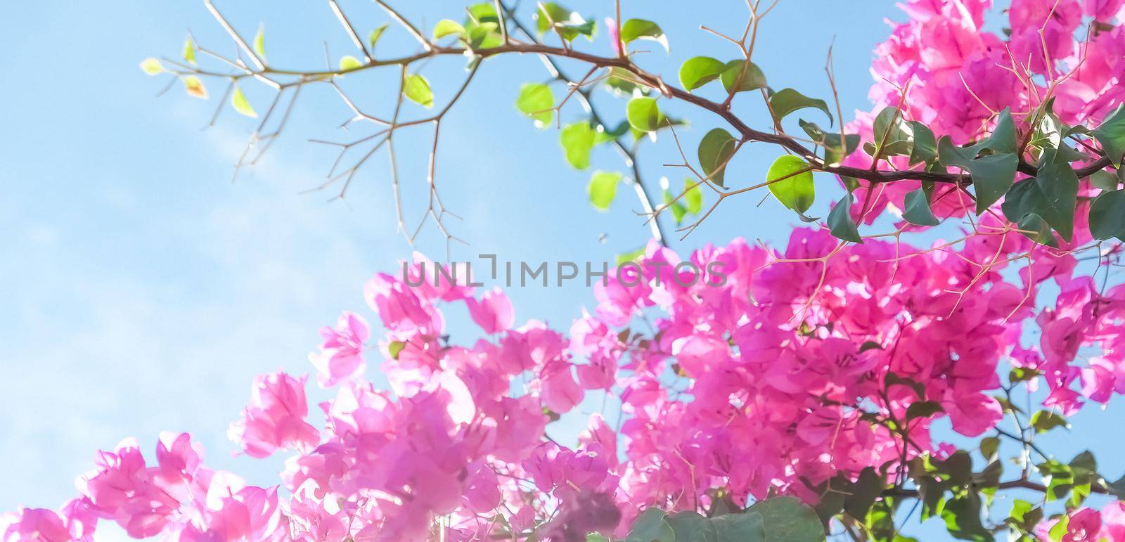 Pink flowers and blue sunny sky - floral background, spring holidays and womens day concept. Living life in bloom