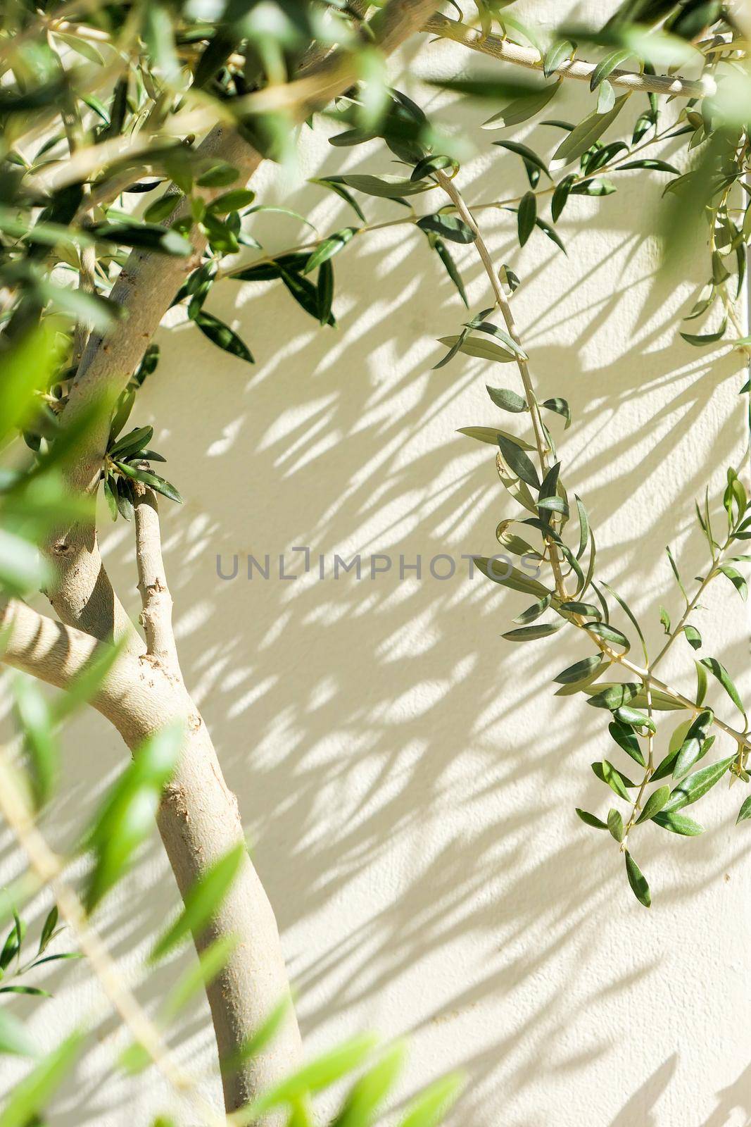 Olive tree and sunshine - gardening, nature background and environmental concept. The beauty of a green garden