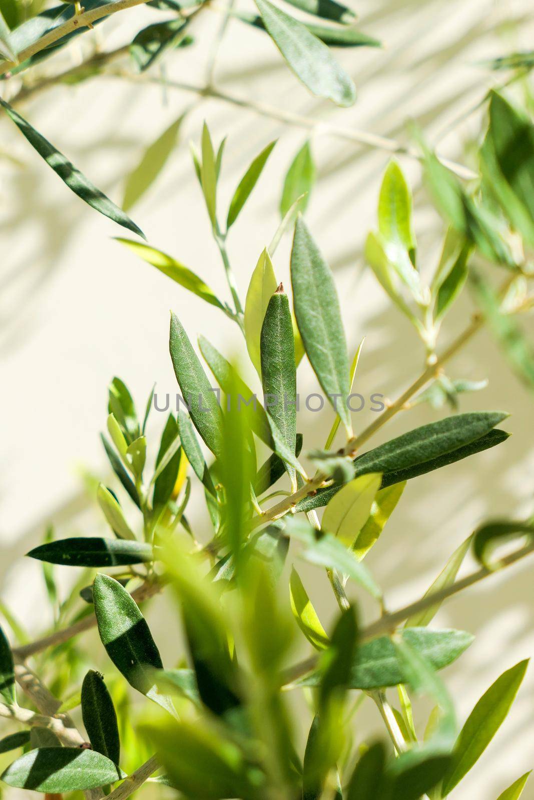 Olive tree and sunshine - gardening, nature background and environmental concept. The beauty of a green garden