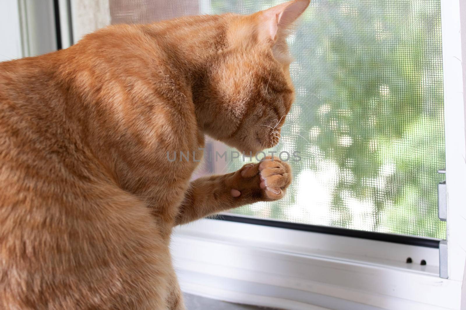Red cat licks his paw close up on windowsill