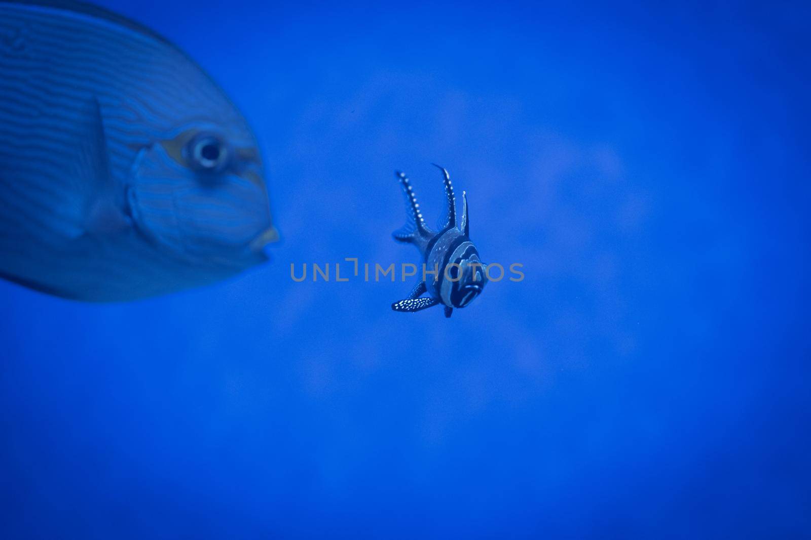 Marine aquarium and colorful fish. Pterapogon kauderni, Banggai cardinal fish in a blue water. Sea fish. Underwater life, wildlife nature.