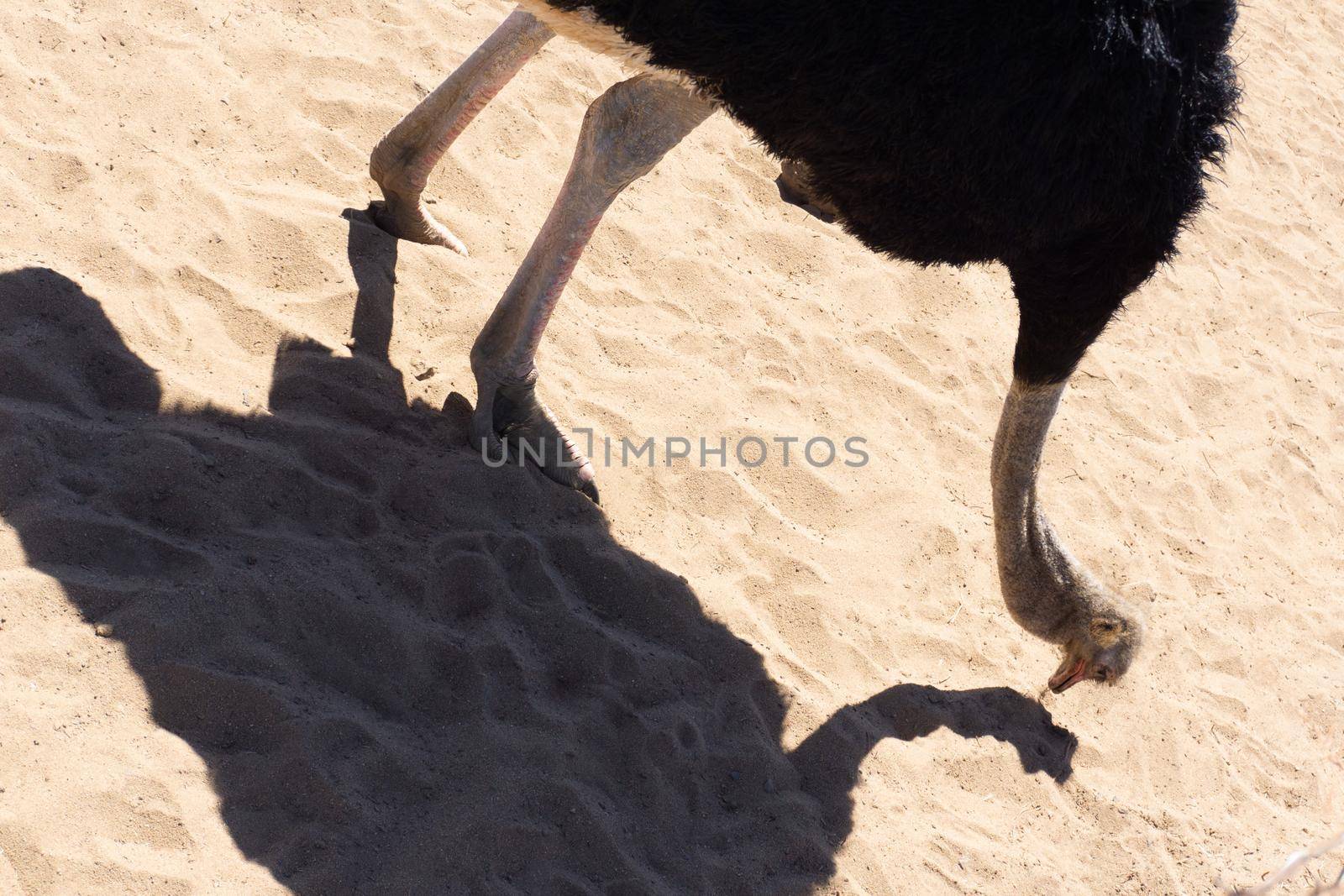 Ostrich in the desert on a background of sand close up