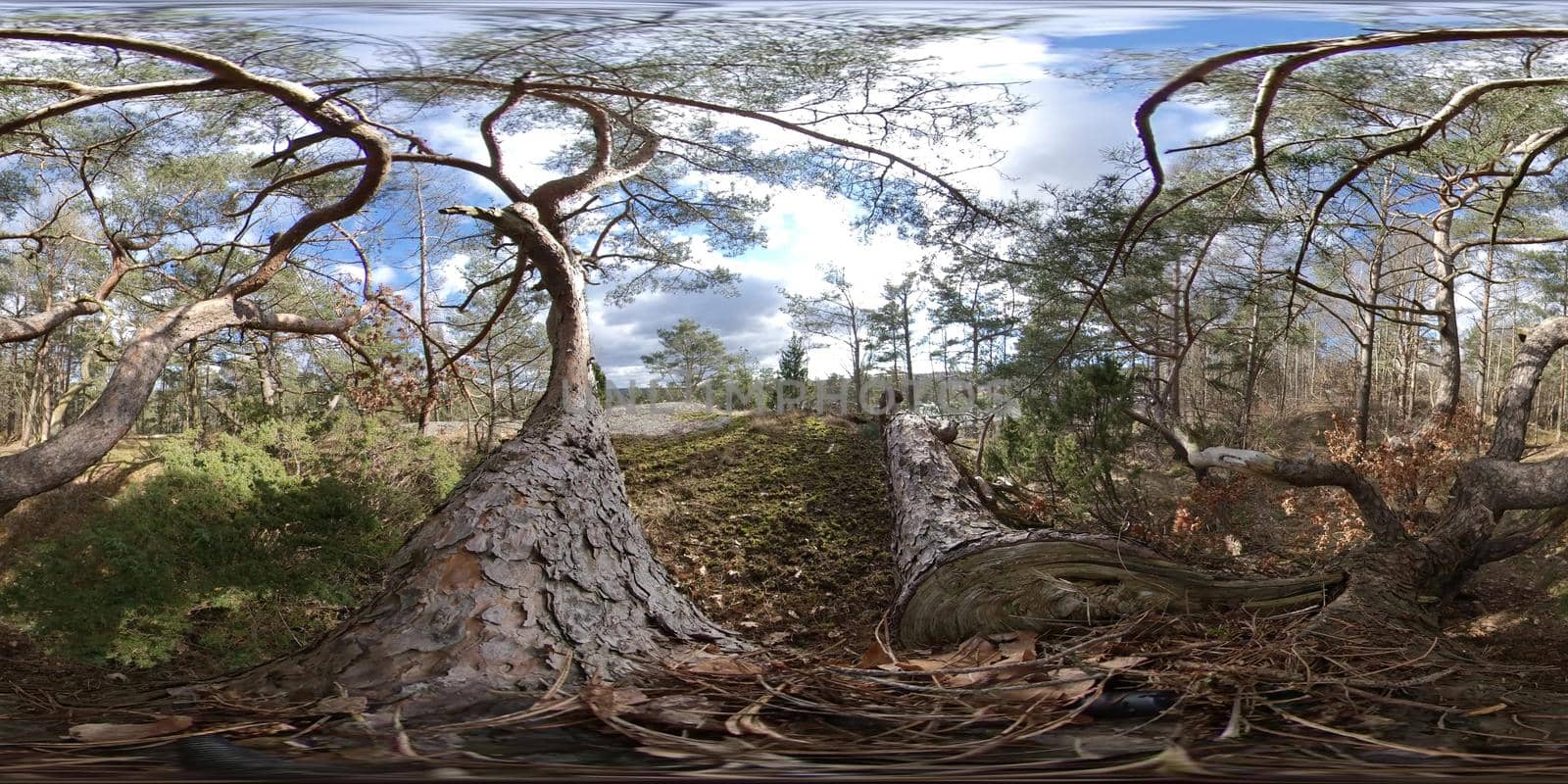 Pine Forest Trees and Branches, Blue Sky, 360 VR by SweCreatives