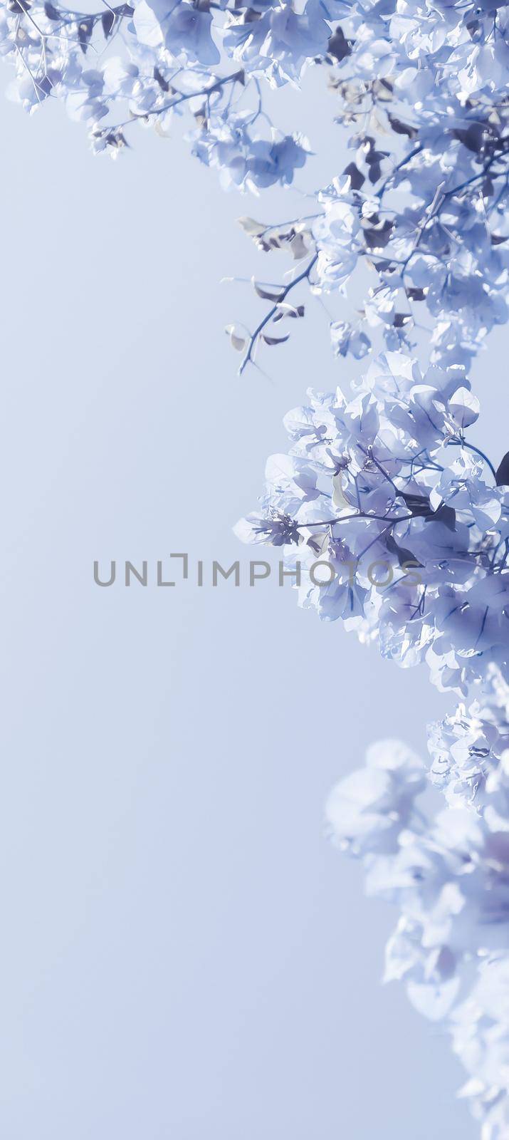 Flower background, spring nature and botanical beauty concept - Blue floral composition