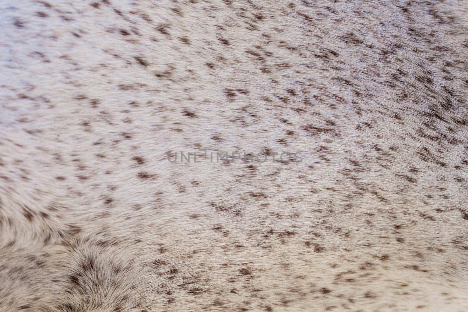 Short light fur with tiny brown spots, animal background