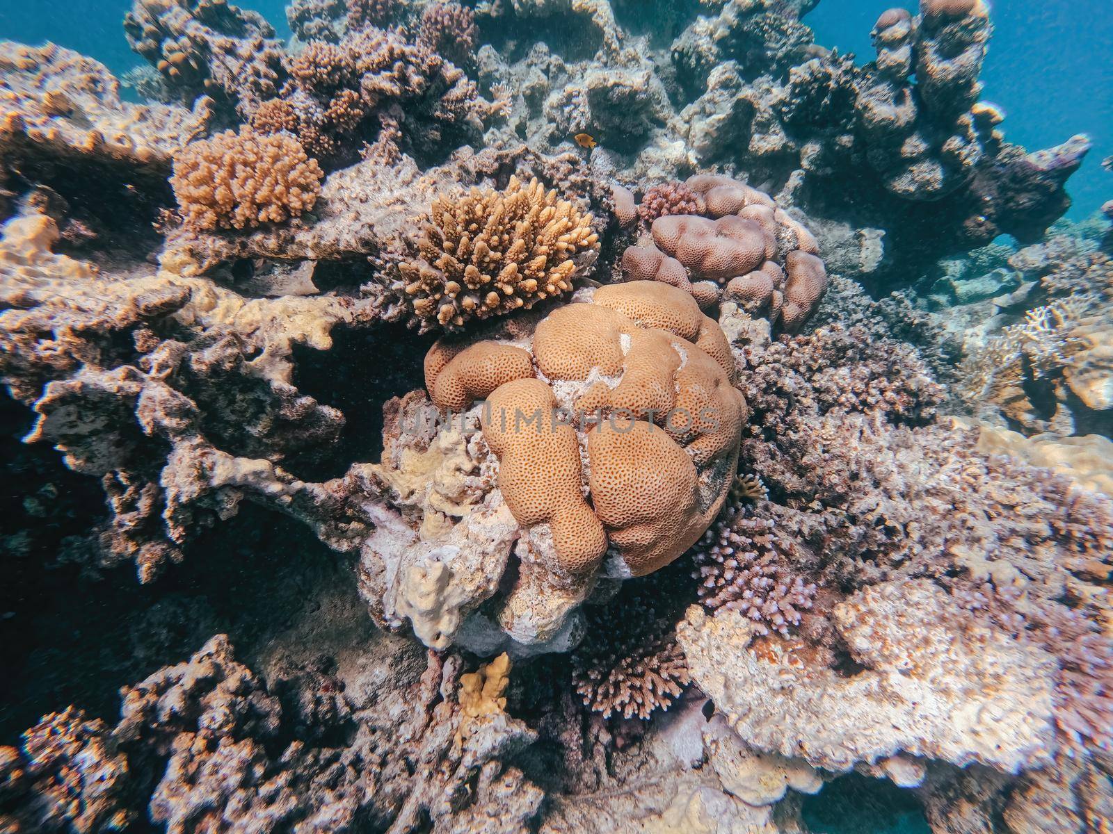 Underwater landscape, beautiful diversity of colorful coral reef garden and fish in amazing red sea, Marsa Alam, Egypt