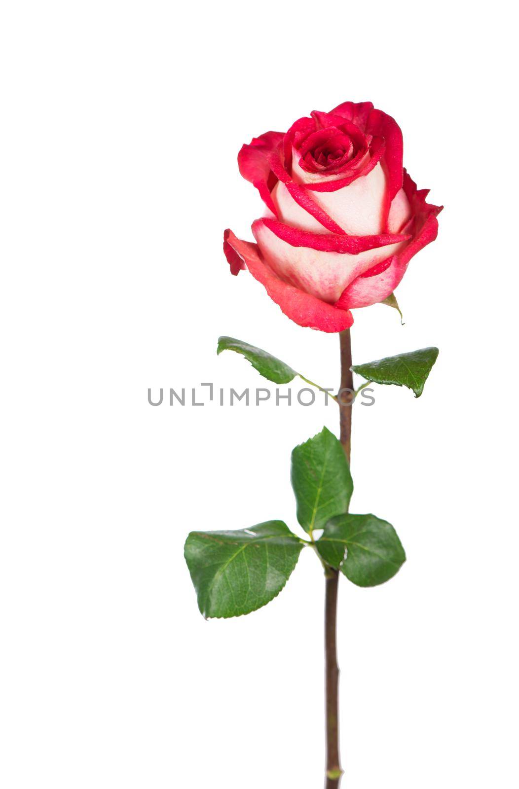 Red rose flower with clipping path, side view. Beautiful single red rose flower on stem with leaves isolated on white background.