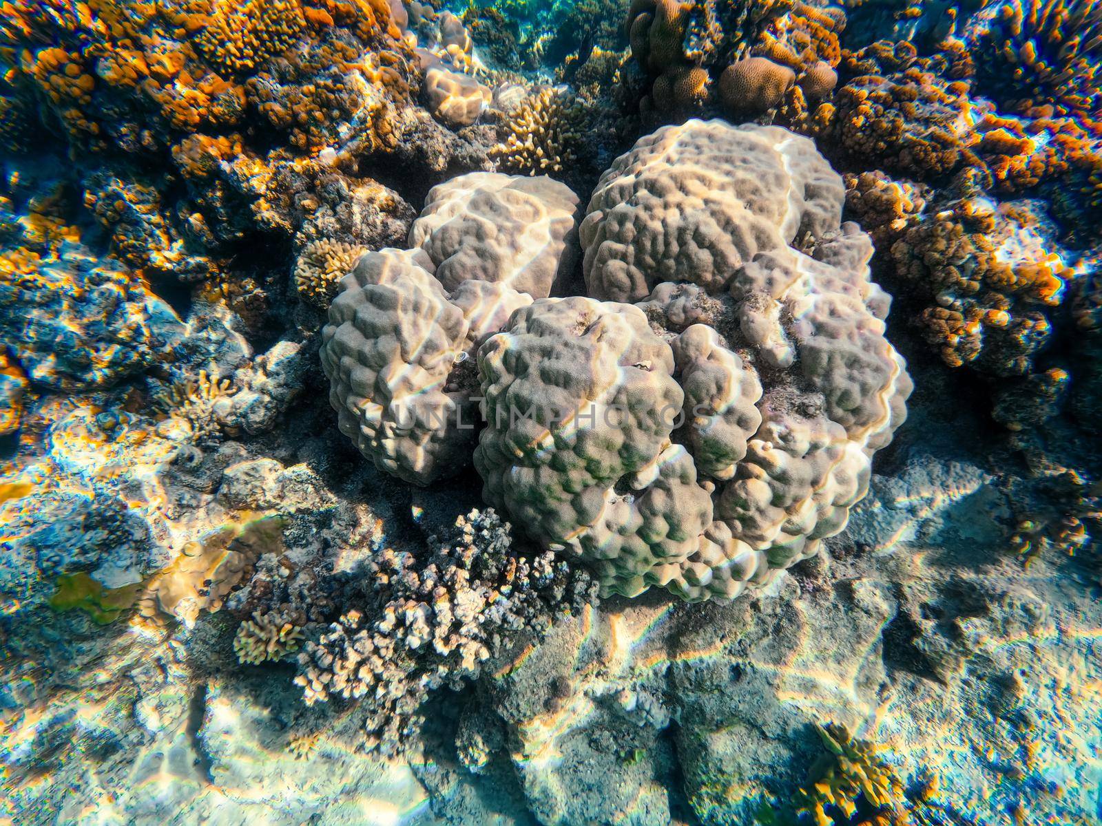 Coral reef garden in red sea, Marsa Alam Egypt by artush