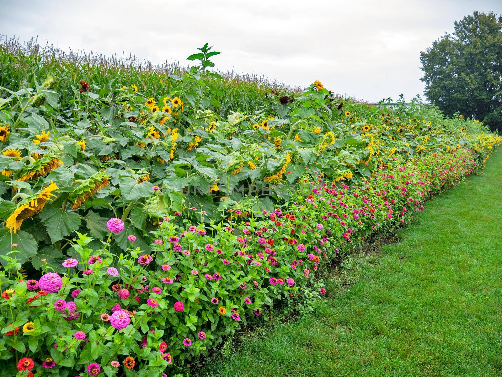 Sunflowers and decorative flowers at the edge of farmer's cord field on the rainy day