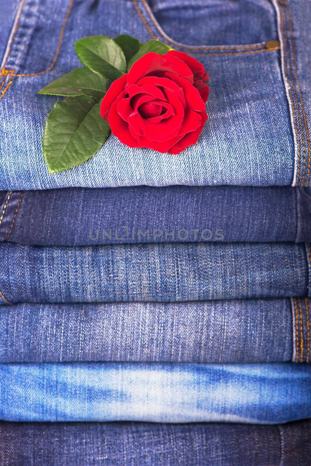 red rose and jeans dark blue close up