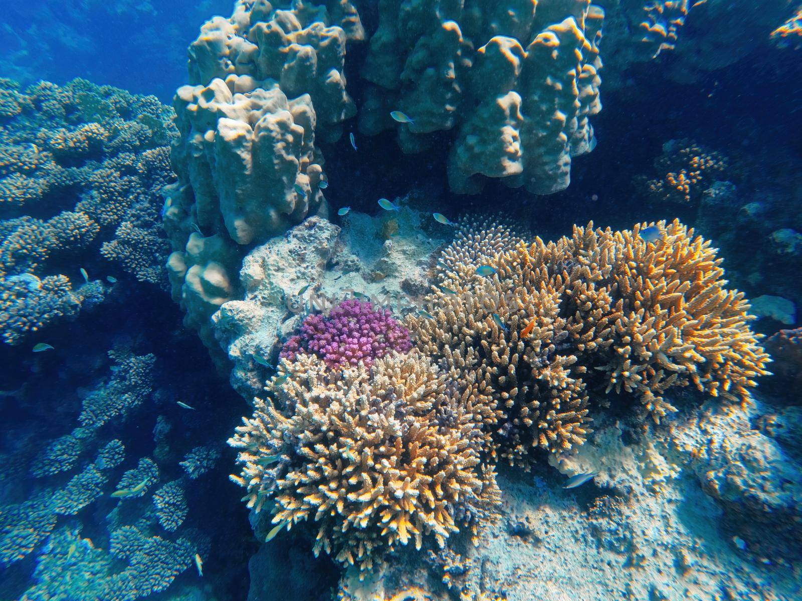 Coral reef garden in red sea, Marsa Alam Egypt by artush