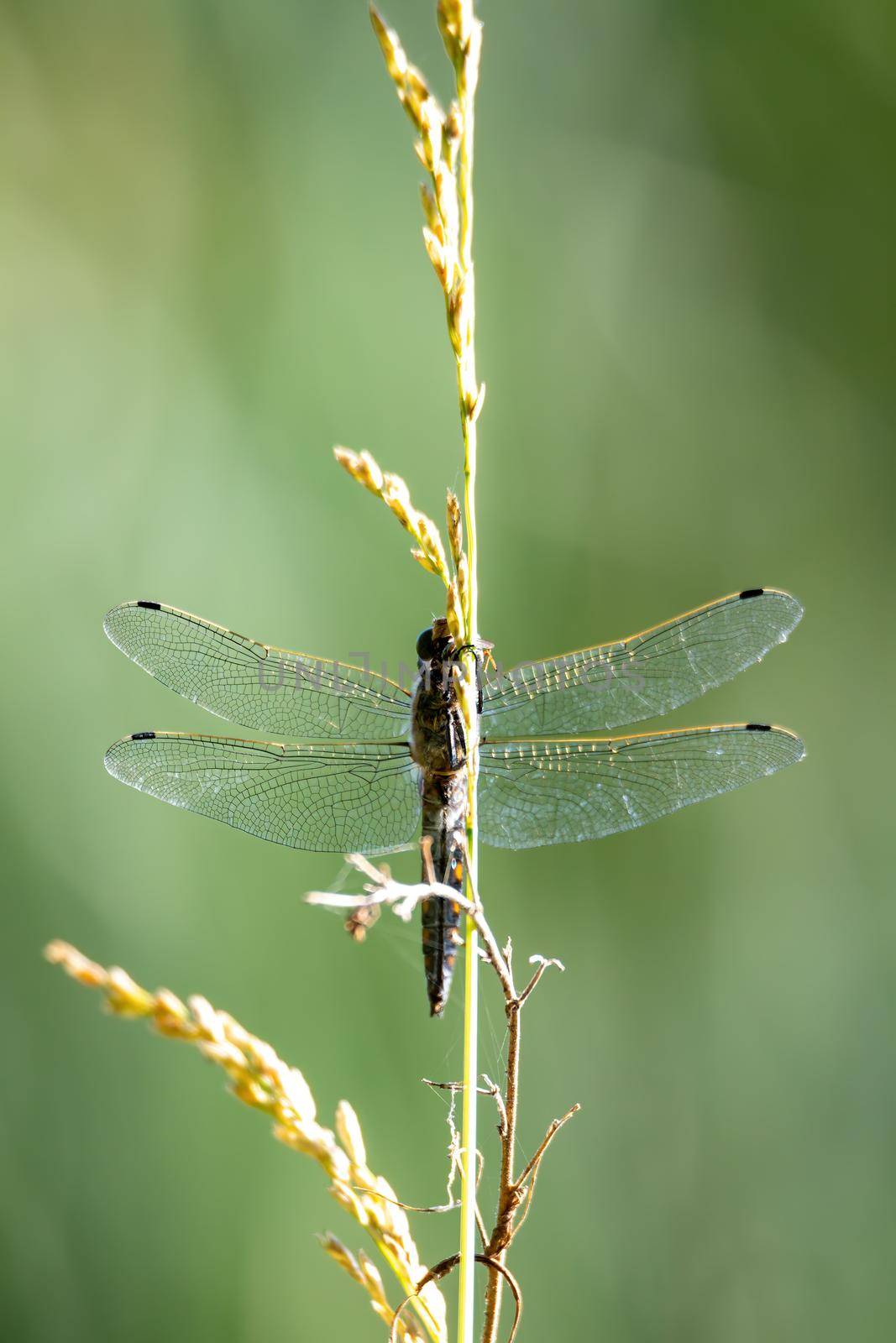 Big dragonfly, flying predatory insect belonging to the order Odonata. Dragon fly resting on grass near summer pond. Europe, Czech republic wildlife