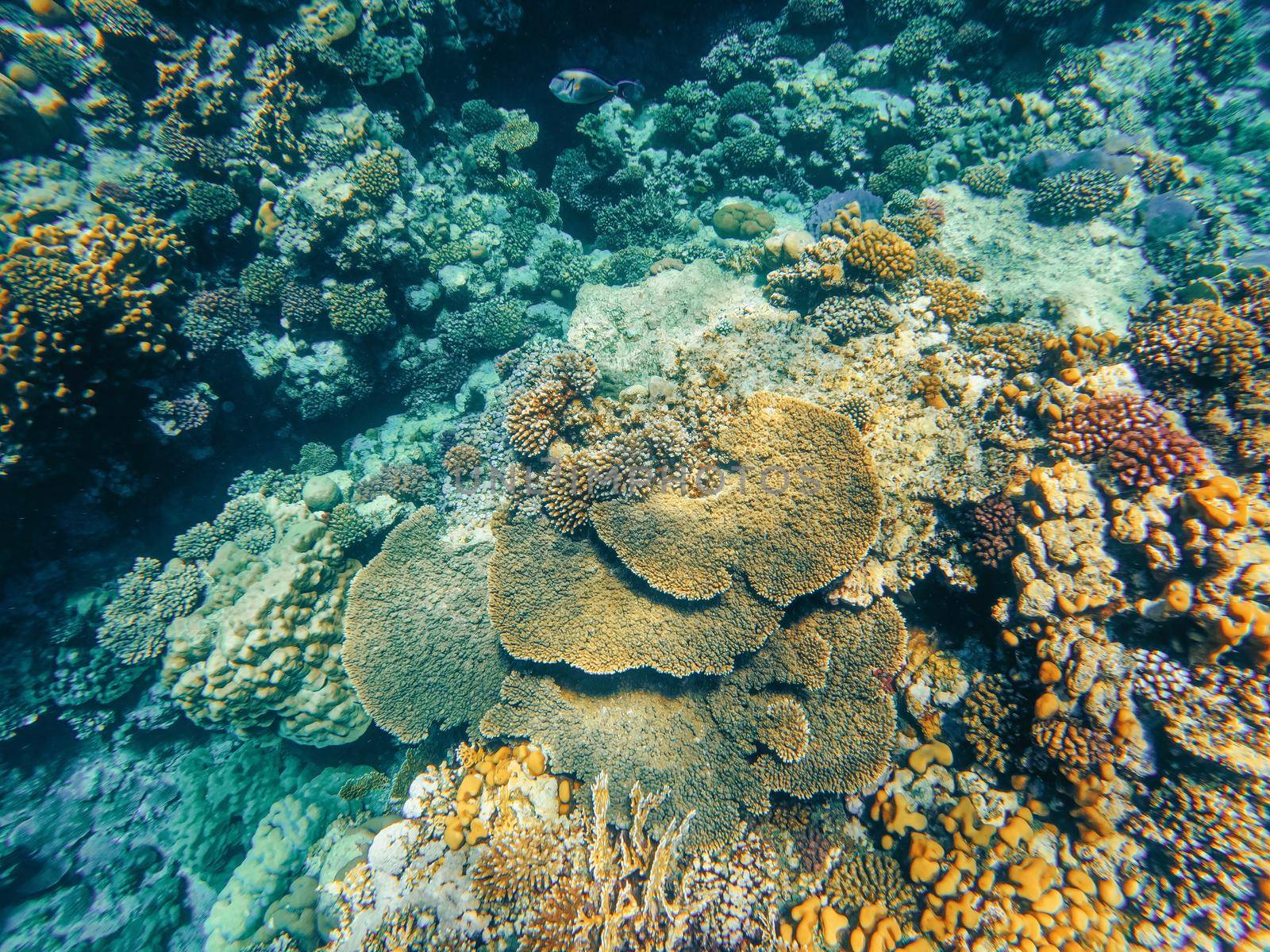 Underwater landscape, beautiful diversity of colorful coral reef garden and fish in amazing red sea, Marsa Alam, Egypt
