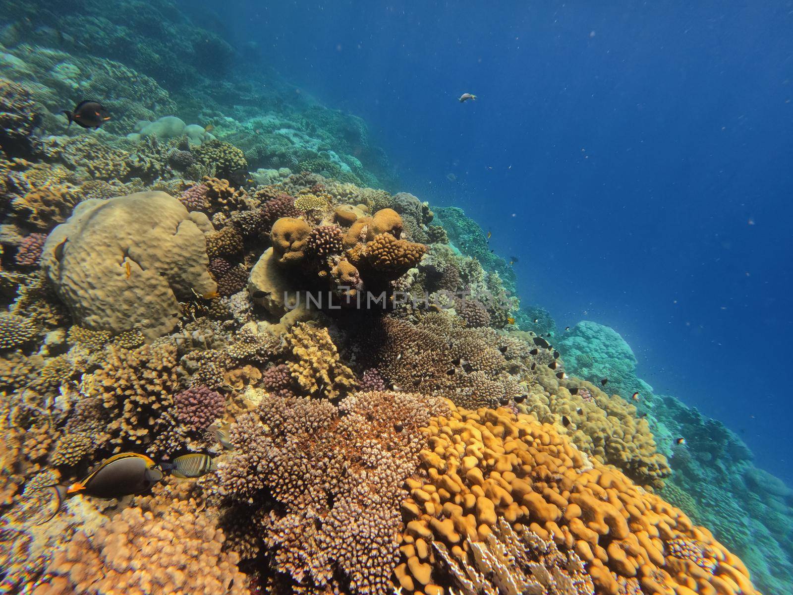 Coral reef garden in red sea, Marsa Alam Egypt by artush